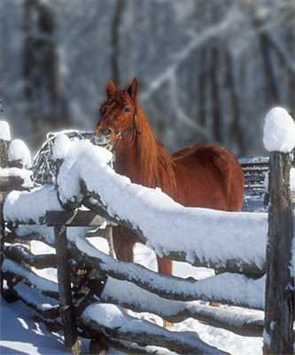 Horse eating snow that has accumulated on the top of a split rail fence. Location: NC, Swain County, Great Smoky Mountains Nat. Park, Newfound Gap Road, Pioneer Farm Museum at Oconaluftee Ranger Station. [ref. to #223.033]