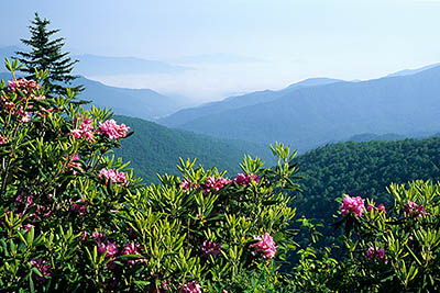View from the Balsam Crest towards Middle Prong Wilderness in the Pisgah National Forest; rhododendrons. Location: NC, Haywood County, The Blue Ridge Parkway, The Balsam Mountains (South Section), Flat Gap, MP 435. [ref. to #227.263]