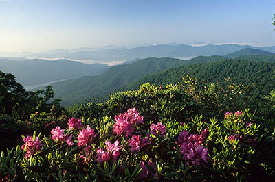 NC: Buncombe County, The Blue Ridge Parkway, Craggy Gardens Area, on Craggy Mtn, Visitors Center & Overlook (MP 365), View over Catawba rhododendron [rhododentron catawbiense] towards Asheville Watershed [Ask for #227.313.]