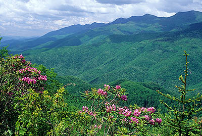 NC: Yancey County, The Blue Ridge Parkway, The Black Mountains Section, Mt. Mitchell Overlook (MP 350), Roadside view west over rhododendron flowers, towards Mt. Mitchell. Early summer. [Ask for #232.488.]