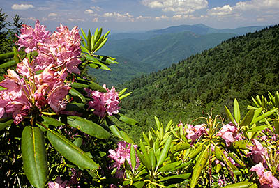 NC: Haywood County, The Blue Ridge Parkway, The Balsam Mountains (South Section), Reinhart Knob, MP 430, Roadside view over rhododendrons in spring bloom, towards the Middle Prong Wilderness. [Ask for #242.262.]