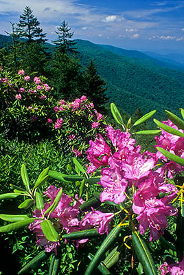 North Carolina: Central Mountains Region, Haywood County, The Blue Ridge Parkway, The Balsam Mountains (South Section), Reinhart Knob, MP 430, Roadside view over rhododendrons in spring bloom, towards the Middle Prong Wilderness. [Ask for #242.266.]