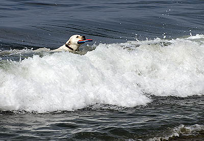 CA: South Coast Region, Santa Barbara County, Pacific Coast Area, City of Santa Barbara, Butterfly Beach, Dog retrieves Frisbee toy through surf [Ask for #271.001.]