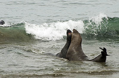 CA: South Coast Region, San Luis Obispo County, Pacific Coast Area, San Simeon, Piedras Blancas Elephant Seal Rookery, Elephant seals [Ask for #271.031.]