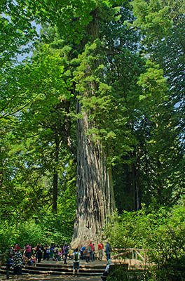 CA: North Coast Region, Humboldt County, The Redwood Coast, Redwood National Park, Newton B. Drury Scenic Parkway, Big Tree Wayside. [Ask for #271.092.]
