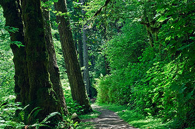 OR: South Coast Region, Coos County, Coos Bay Area, Coos River Mountains, Gold and Silver Falls State Park, Trail through forest [Ask for #271.138.]
