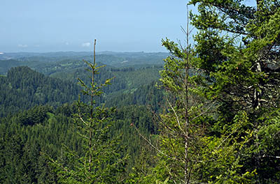 OR: South Coast Region, Coos County, Coast Range, Elliott State Forest, Southwestern Quadrant, FR 3000, Good gravel road gives access to this actively logged state forest; view east from Trail Butte towards the Pacific Ocean and Oregon Dunes Nat Rec Area [Ask for #274.156.]