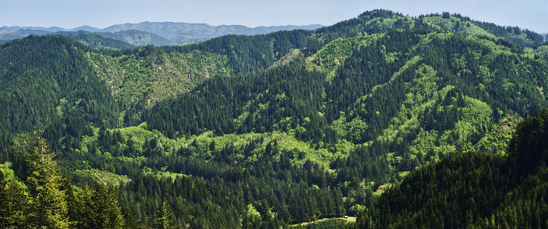 View from FS 3000 in Oregon's Elliott State Forest, one of the forest's links to the outside world.