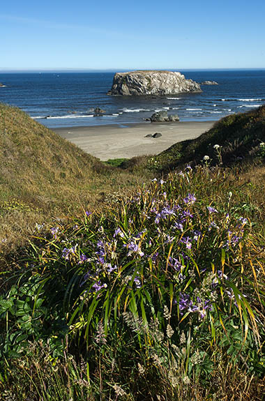 OR: South Coast Region, Coos County, Bandon Area, Town of Bandon, Oregon Islands National Wildlife Refuge, Coquille Point, View from grassy cliffs with wildflowers, over sand beach to Table Rock, a rock bound islands just offshore; dwarf iris in bloom [Ask for #274.327.]