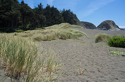 OR: South Coast Region, Curry County, North Coast, Port Orford Area, Town of Port Orford, Port Orford Heads State Park, A long expanse of dunes abut the south end of Port Orford Head [Ask for #274.406.]