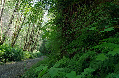 OR: South Coast Region, Coos County, Coast Range, Elliott State Forest, Millicoma River Area, FR 2300, This gravel forest road runs trhough handsome young forests along the West Fork of the Millacoma River [Ask for #274.488.]