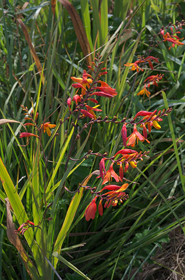 OR: South Coast Region, Coos County, Coast Range, Coos River Mountains, The Coos River, Crocosmia in bloom, an invasive specie growing wild at Doris Place Boat Ramp, on the Coos River Highway (SR 241). [Ask for #274.581.]
