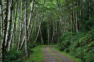 OR: South Coast Region, Douglas County, Coast Range, Elliott State Forest, Outside Links, FR 2000, This mainline logging road passes through a young hardwood forest on a steep slope. [Ask for #274.626.]