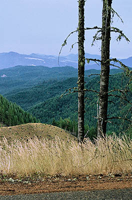 OR: South Coast Region, Douglas County, Coast Range, Reedsport Area, Camp Creek Area (BLM), A logging road runs through a large clear cut north of the Camp Creek Canyon, with wide views [Ask for #274.650.]