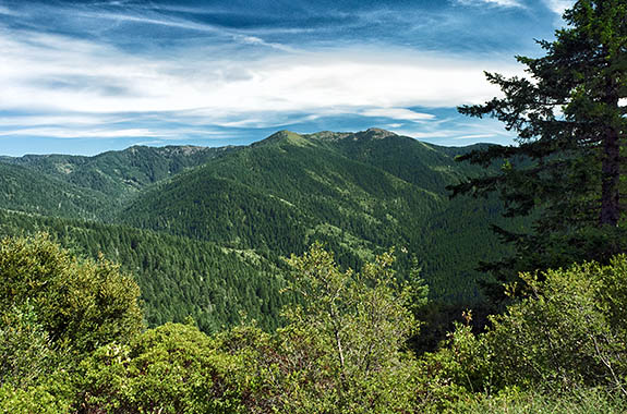 OR: Curry County, Coast Range, Rogue River Area, Bear Camp Coastal Route, Mature Douglas fir forests cover the higher elevations of this notoriously difficult scenic byway [Ask for #274.713.]