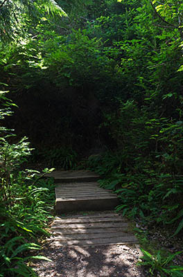OR: Coos County, Coos Bay Area, Cape Arago Parks, South Slough National Estuarine Reserve, Hidden Creek Trail enters a green tunnel on wood steps [Ask for #274.851.]