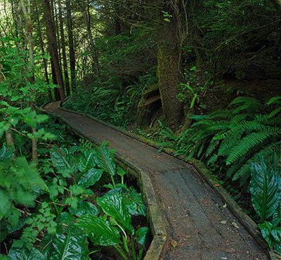 OR: Coos County, Coos Bay Area, Cape Arago Parks, South Slough National Estuarine Reserve, Hidden Branch Boardwalk, in the dense forests at the mouth of Hidden Branch [Ask for #274.868.]
