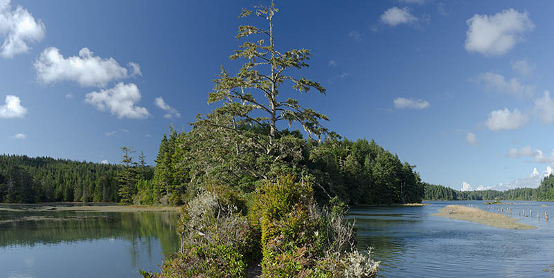 OR: Coos County, Coos Bay Area, Cape Arago Parks, South Slough National Estuarine Reserve, The Sloughside Trail follows a levee that once impounded Sloughside Marsh as part of early 20th C logging operations, w logging RR pilings on the slough side. [Ask for #274.904.]