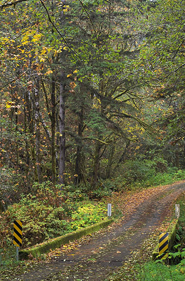 OR: South Coast Region, Douglas County, Coast Range, Smith River Area, Smith River Side Roads, Vincent Creek Road, Small bridge on this BLM road with late season fall colors [Ask for #276.103.]