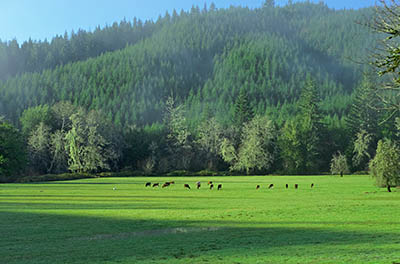 OR: South Coast Region, Coos County, Coast Range, Old Coos Bay Wagon Road, McKinley Community, Cows graze in the meadows. [Ask for #276.252.]