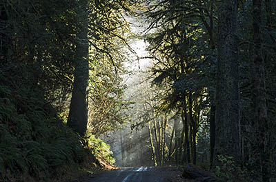 OR: South Coast Region, Coos County, Coast Range, Old Coos Bay Wagon Road, Upper Brewster Canyon, Sunlight hits the graveled surface of the Old Wagon Road as it enters Upper Brewster Canyon [Ask for #276.274.]