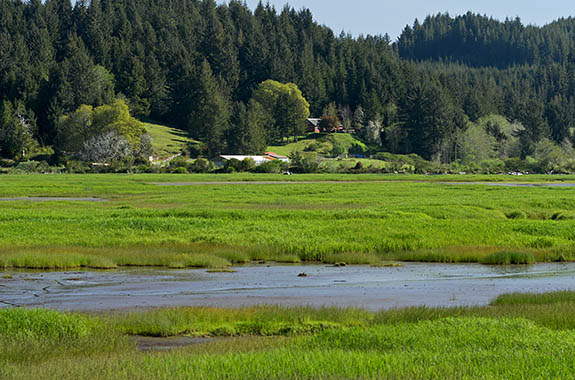 OR: South Coast Region, Lane County, Coast Range, The Siuslaw River, North Fork Siuslaw River, View over water meadows [Ask for #276.583.]