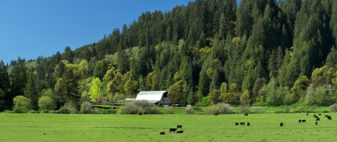 OR: South Coast Region, Lane County, Coast Range, The Siuslaw River, North Fork Siuslaw River, Cattle graze in the meadows along the river; barn [Ask for #276.584.]