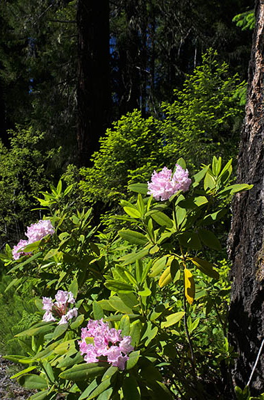 OR: Douglas County, Cascades West Slope, North Umpqua Valley, Lake In The Woods Recreation Area. Rhodendrons under a Douglas fir [Ask for #276.905.]