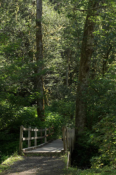 OR: South Coast Region, Coos County, Coast Range, Coos River Mountains, Allegany Community, Gold and Silver Falls State Park, Footbridge on the path to Golden Falls, at the picnic area. [Ask for #276.936.]