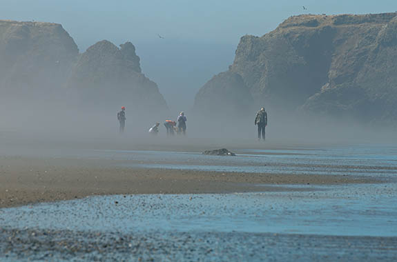 OR: Coos County, Bandon Area, South Beaches, Kronenberg County Park, Fog lifts, showing sea spires and people looking for shells [Ask for #277.132.]