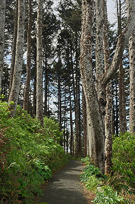 OR: South Coast Region, Lane County, Pacific Coast, Cape Perpetua Area, Cape Perpetua National Scenic Area, Devils Churn Day Use Area, Path decends through forests to reach cliffs. [Ask for #278.085.]