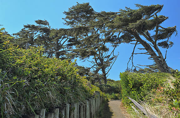 OR: South Coast Region, Lane County, Pacific Coast, Oregon Dunes, North of Florence, Holman Vista, Wind-blasted tree along path [Ask for #278.157.]